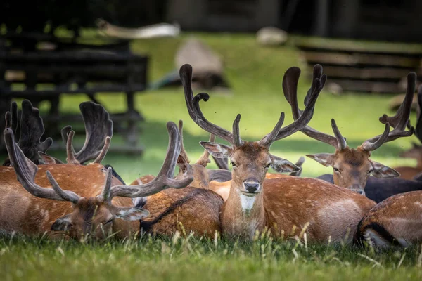 Grupper Dovhjort Som Kopplar Skuggan Träd — Stockfoto