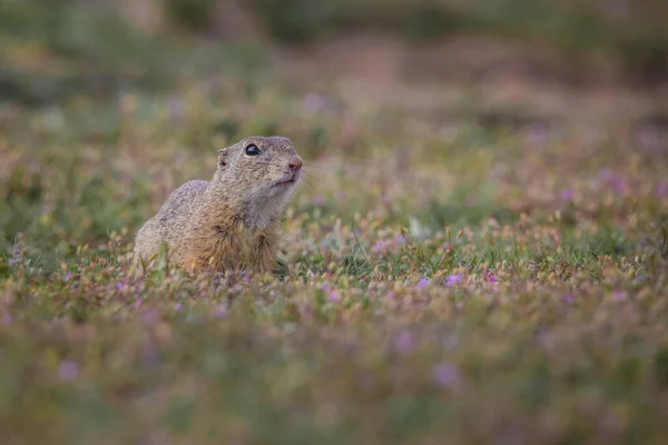 Small Funny Ground Squirrel Meadow Flowers — Stock Photo, Image