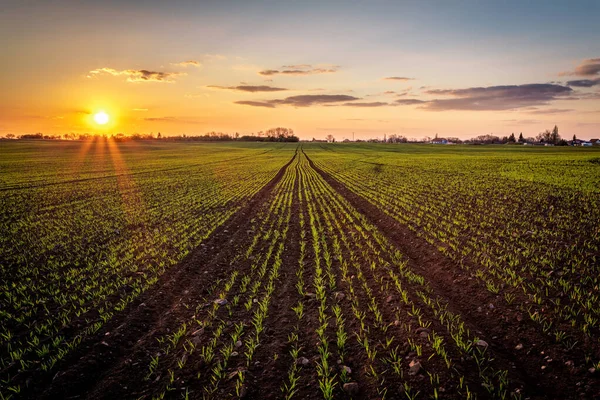 Puesta Sol Sobre Maíz Fresco Durante Primavera Imágenes de stock libres de derechos