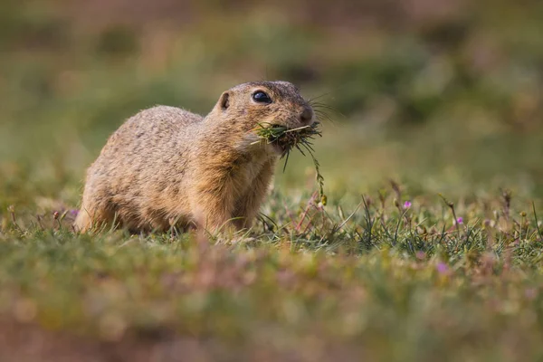 Small Funny Ground Squirrel Meadow Flowers — Stock Photo, Image