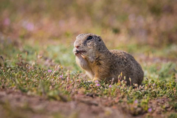 Small Funny Ground Squirrel Meadow Flowers — Stock Photo, Image