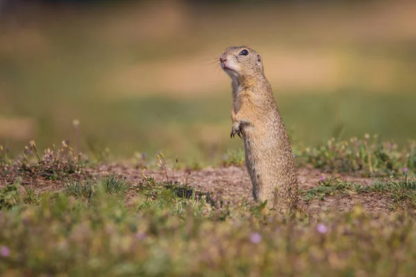 Small Funny Ground Squirrel Meadow Flowers — Stock Photo, Image