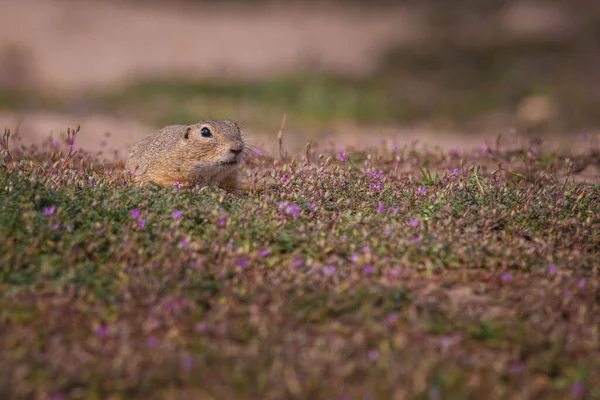 Small Funny Ground Squirrel Meadow Flowers — Stock Photo, Image