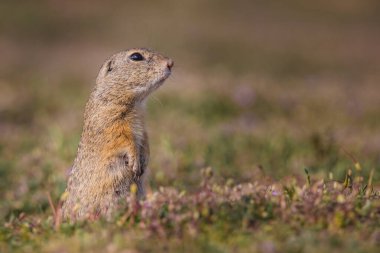 Çiçeklerin arasındaki çayırda küçük ve komik bir sincap..