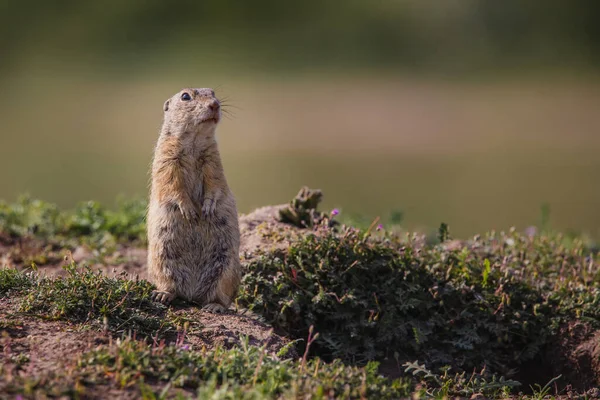 Small Funny Ground Squirrel Meadow Flowers — Stock Photo, Image