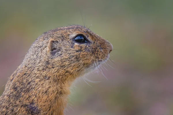 Small Funny Ground Squirrel Meadow Flowers — Stock Photo, Image