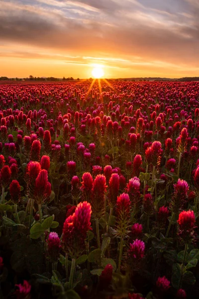 Coucher Soleil Sur Trèfle Rose Fleuri Sur Prairie Image En Vente