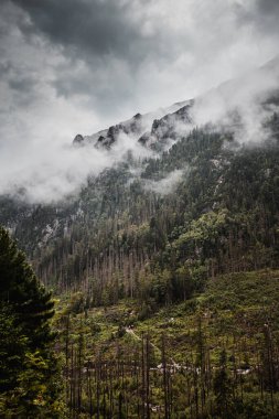 Yağmurlu bir günde düşük görüş mesafesi olan yüksek Tatras doğası.