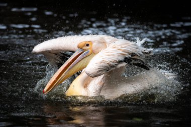 Pelikan, tüy suyunu keserken yakalanmış.