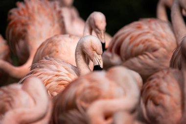 Pembe flamingo adında rahatlatıcı bir kuş grubu.