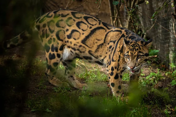 Very Rare Clouded Leopard Walking Sunset — Stock Photo, Image