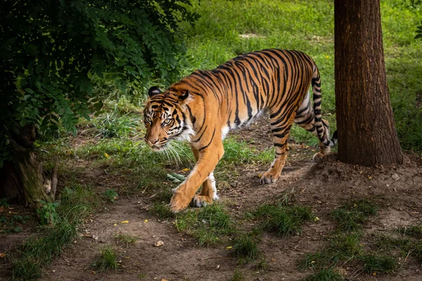 Tigre Caminando Por Bosque Buscando Botín — Foto de Stock