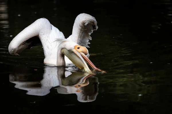 Pelikan Bei Jagd Auf Fische Unter Wasser Gefangen — Stockfoto