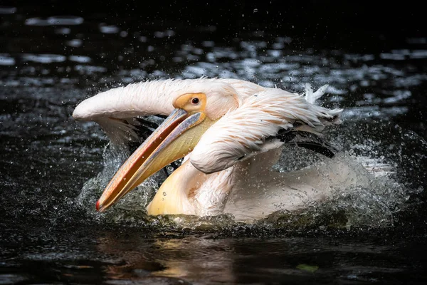 Pelikan Beim Abschlagen Des Wassers Aus Feder Gefangen — Stockfoto