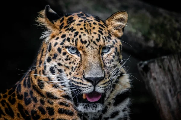 Detalhe Cabeça Leopardo Amur Com Belos Olhos — Fotografia de Stock
