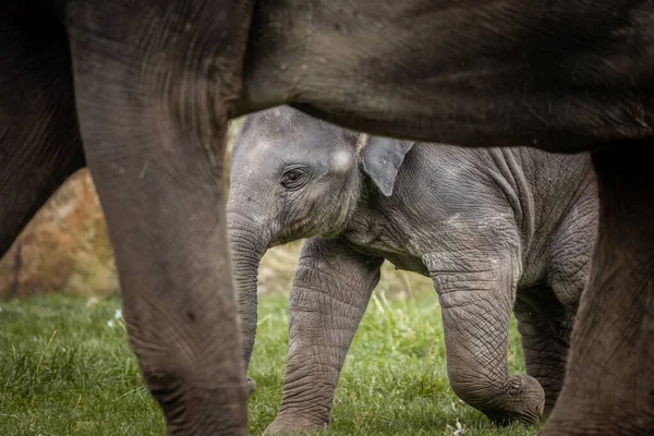 Elaphant Welpe Versteckt Sich Sicherheit Hinter Mama — Stockfoto