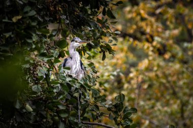 Güzel balıkçıl ağaçta oturuyor ve etrafı izliyor.