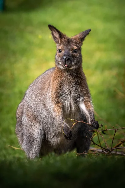 Schönes Känguru Beobachtet Umgebung Beim Essen — Stockfoto