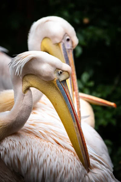 Los Pelícanos Son Género Aves Acuáticas Grandes Que Forman Familia —  Fotos de Stock