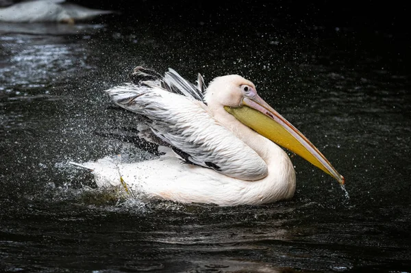 Pelikan Beim Abschlagen Des Wassers Aus Feder Gefangen — Stockfoto