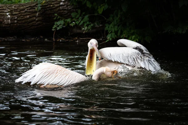 Pelikan Bei Zähem Kampf Fisch Gefangen — Stockfoto