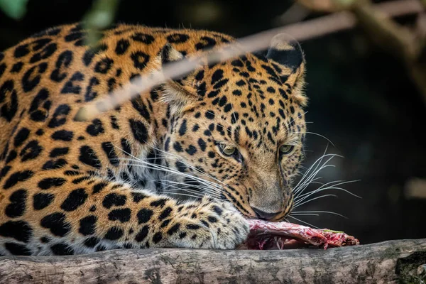 Amus Leopardo Comendo Seu Despojo Monitoramento Redor — Fotografia de Stock