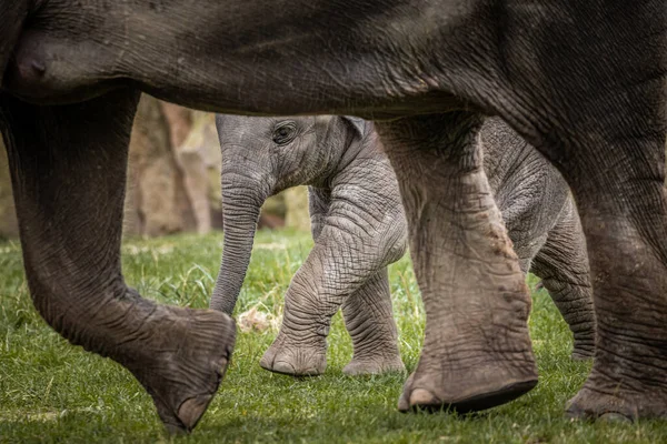Elaphant Welpe Versteckt Sich Sicherheit Hinter Mama — Stockfoto