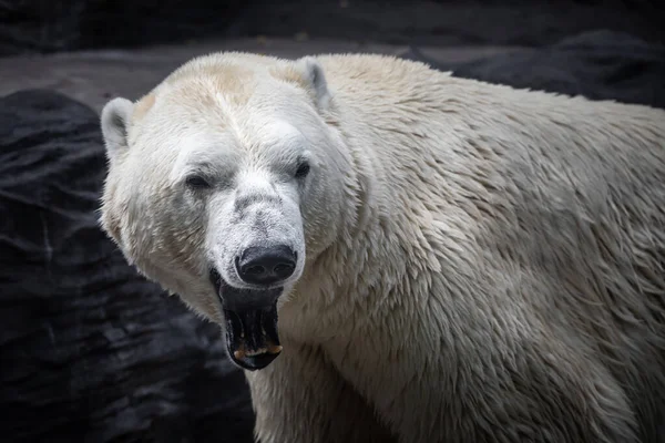 Big Male Polar Bear Roaring Showing Teeths — Stock Photo, Image