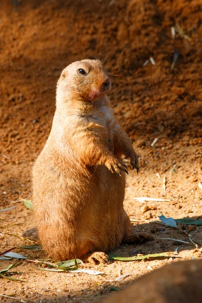 Prairie — Stock Photo, Image