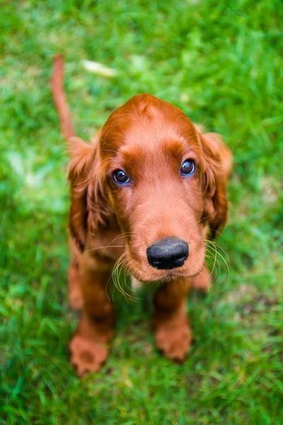 Irländsk setter — Stockfoto