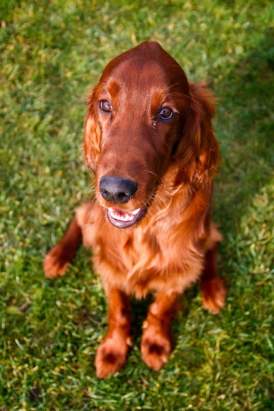 Irländsk setter — Stockfoto