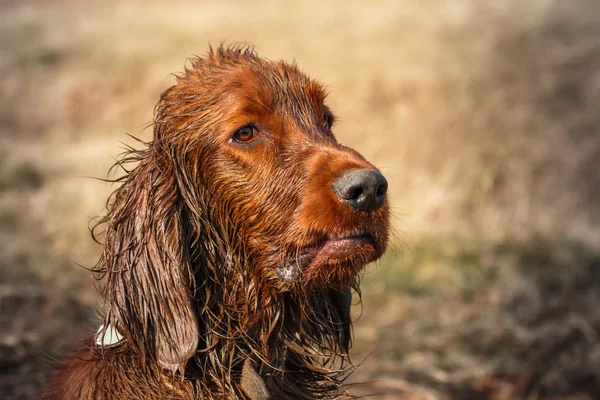 Dirty irlandais setter — Photo