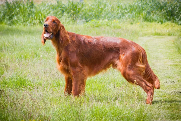 Irish Setter — Stock Photo, Image