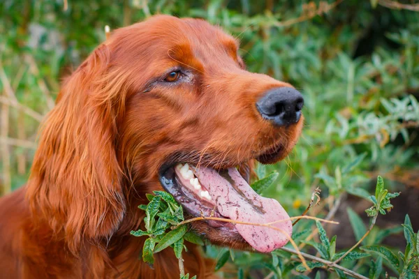 Setter irlandés — Foto de Stock