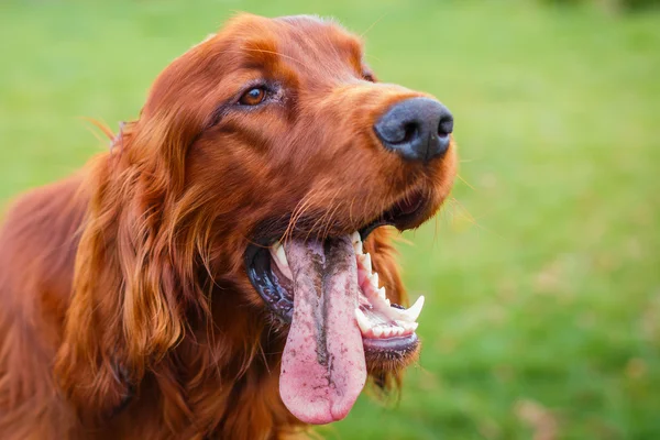 Setter irlandés — Foto de Stock