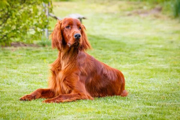 Setter irlandés — Foto de Stock