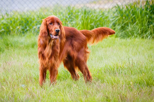 Irländsk setter — Stockfoto