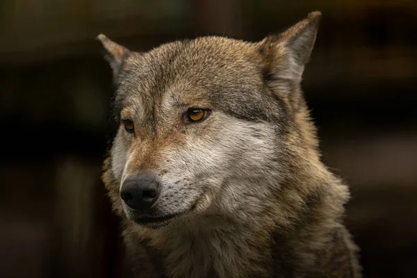 Görkemli gri kurt doğal ortamında, tetikte bekliyor. Vahşi doğanın ve evcilleşmemiş doğanın özünü yakalar..