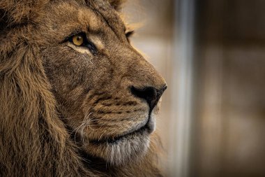 Aslan suratlı, yeleli ve yoğun bakışlı bir aslanın yakın çekimi. Gücün ve yüceliğin sembolü.