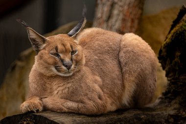 Çarpıcı karakteri imzasını uzun, siyah kulak sapları ve yoğun bakışlarını gösteriyor. Güzel vahşi kedi portresi.