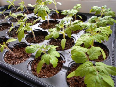 Domates fideleri siyah bir bitkide yetişir ve bir çiçek tarlasında ya da serada ekilmeye hazırdır..