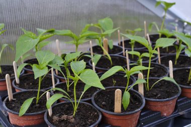 Biber tohumları saksılarda yetişir ve bir çiçek tarlasına ya da seraya ekilmeye hazırdır..