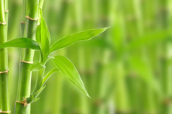 Bambu — Fotografia de Stock