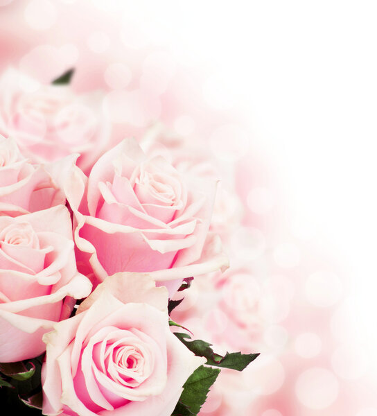 Pink roses