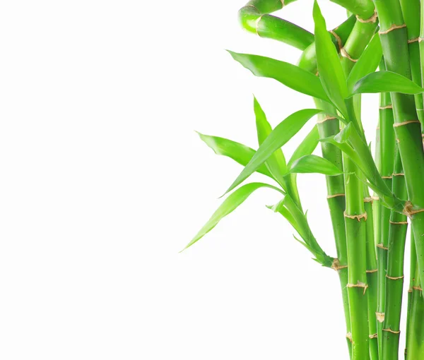 Bamboo — Stock Photo, Image