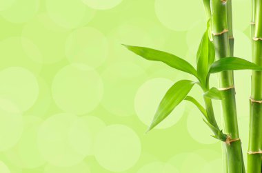 doğal bambu arka plan