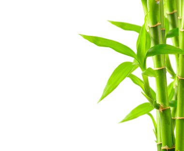 doğal bambu arka plan