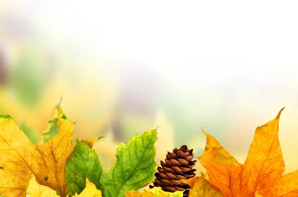 Background with maple leaves — Stock Photo, Image