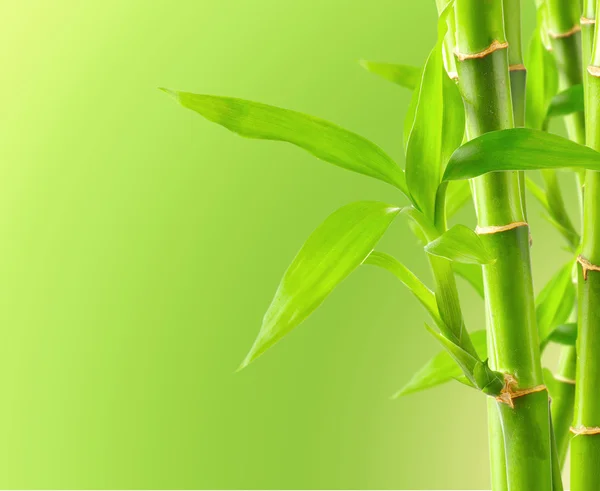 Bambus naturalny tło — Zdjęcie stockowe