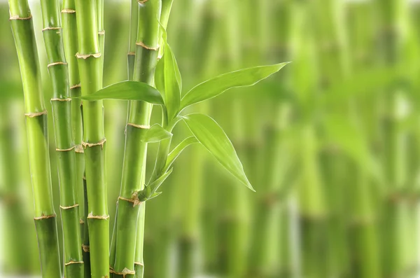 Natuurlijke bamboe achtergrond — Stockfoto
